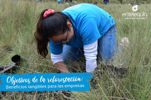 Objetivos de la reforestación: Beneficios tangibles para las empresas